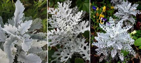 usty bloom|Dusty Miller Plant: Complete Care Guide (With Flower Pictures).